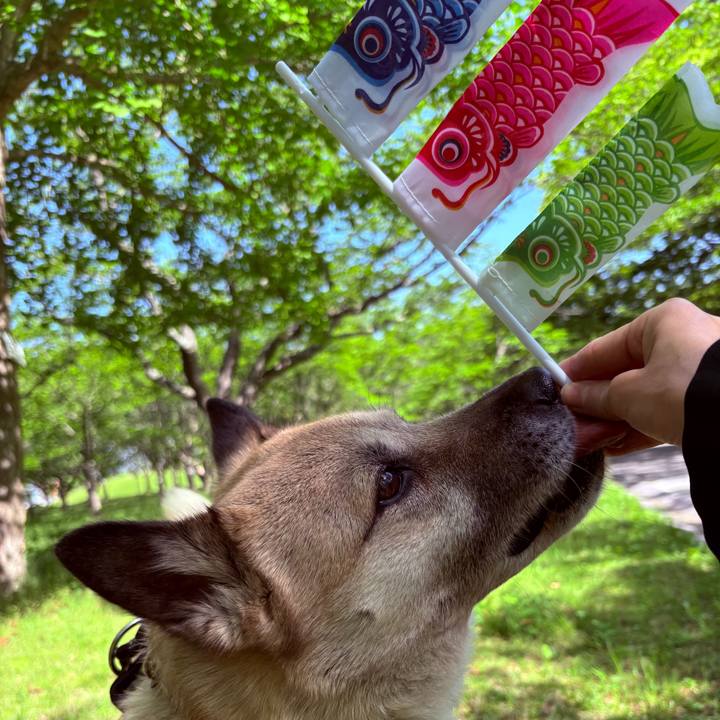 51c8c5e3 d5b6 4009 b139 e337621cf0cc 1746425091197