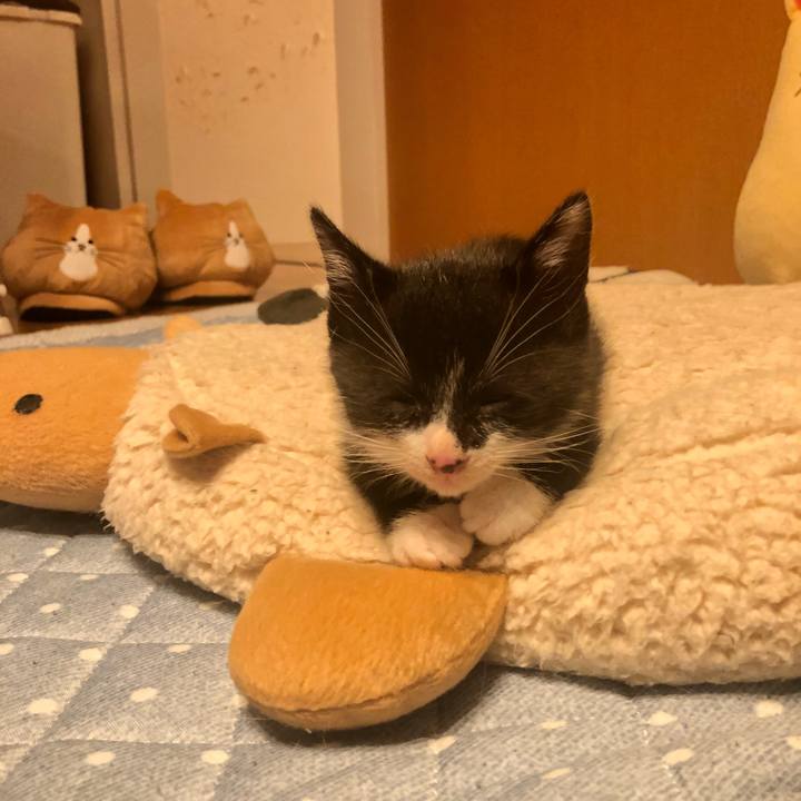 51c9c7de dfa1 4d17 a4de 2c63732563dd 1537593920696