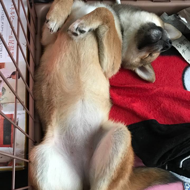 51ca3dde ae63 49cc 91e8 e24b983a12c6 1517128104133