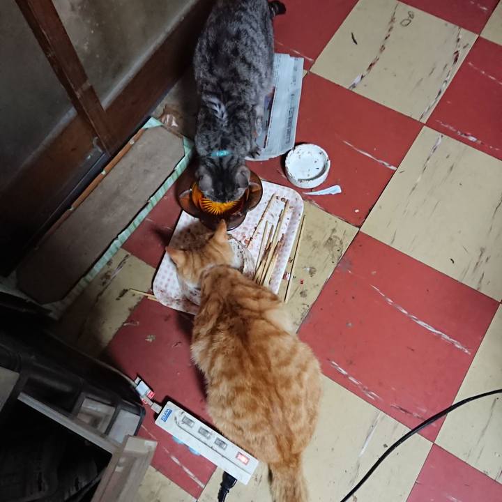 51caa9a7 16f5 4d90 be66 2534537f332e 1557519917085