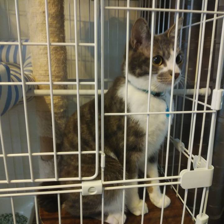 51cf1a26 4489 4518 984a 5f95d54c47cf 1587165442390