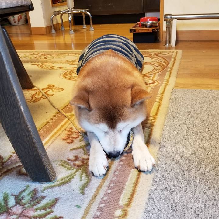 51d1a895 ba89 49ae ac5e dd5792d7ccaf 1575155485851