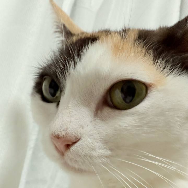 51d2e780 331c 4d08 b559 3e82ac8bb5d7 1747104465744