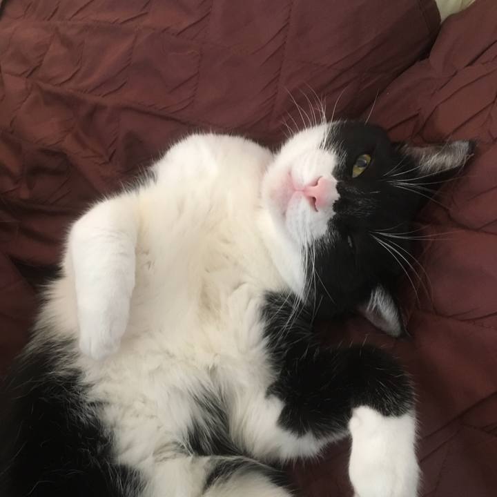 51d3379d c2a5 43a3 9aa7 47c869ad8897 1542855700882