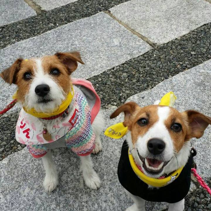 51d430de 6746 443f a1db 96241e7d4356 1539427366774