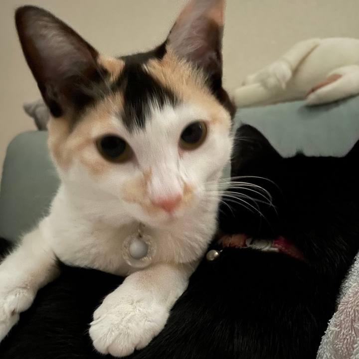 51d72d53 7434 4094 ad79 91e3056fa638 1680956248495