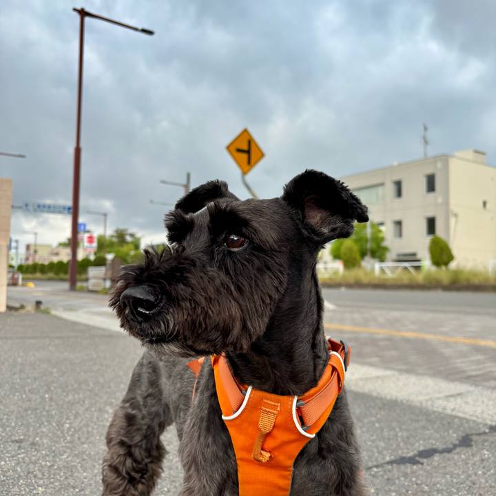 51da7820 d52c 4ec8 83b8 d927dc3463db 1750543125181