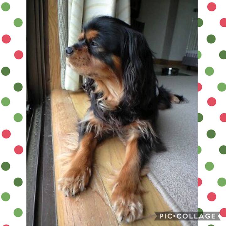 51da8d93 2219 4902 bfeb 3c37e45e1c91 1544356380077