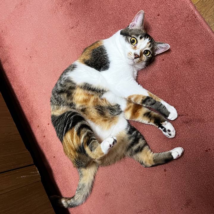 51dba241 4127 4723 a6f1 5d1188fe4673 1721479970921