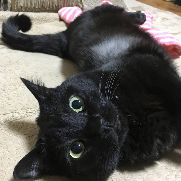 51dc933d c43d 4a8f 9c4a 6927bb9d3659 1512744025907