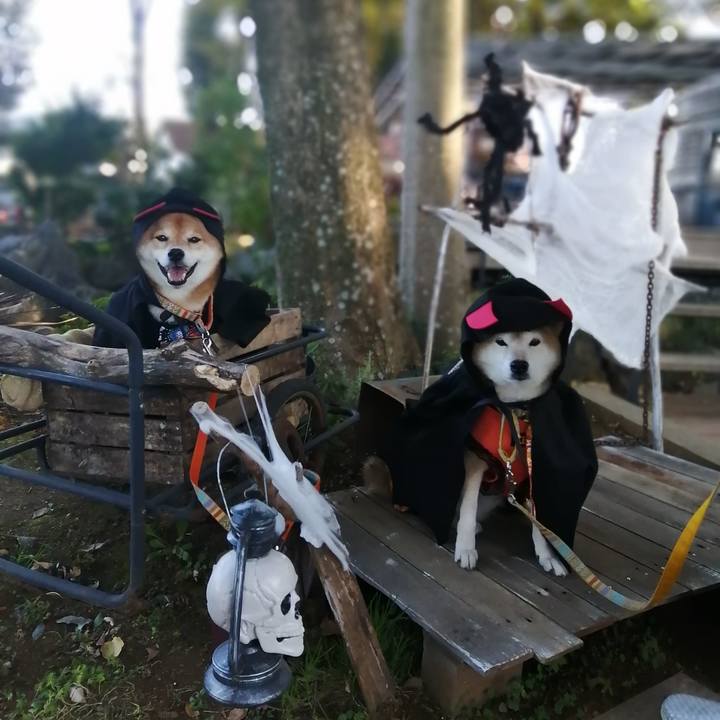 51dd6aa6 22a9 46d5 becf 615b39fe2059 1667209549480