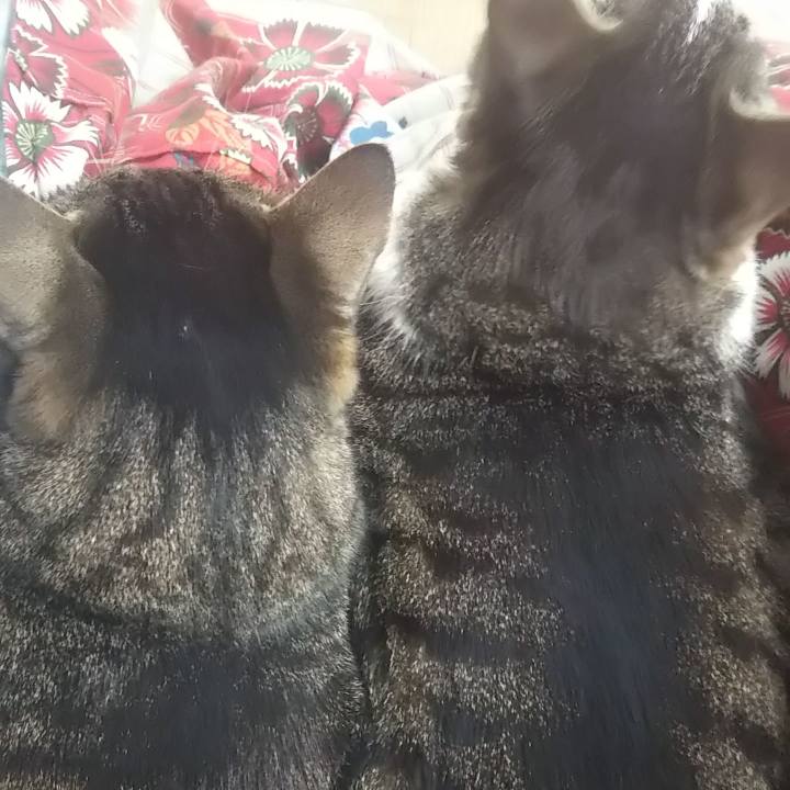 51de2e72 0b96 45ca 804e 93911e586324 1618551669233