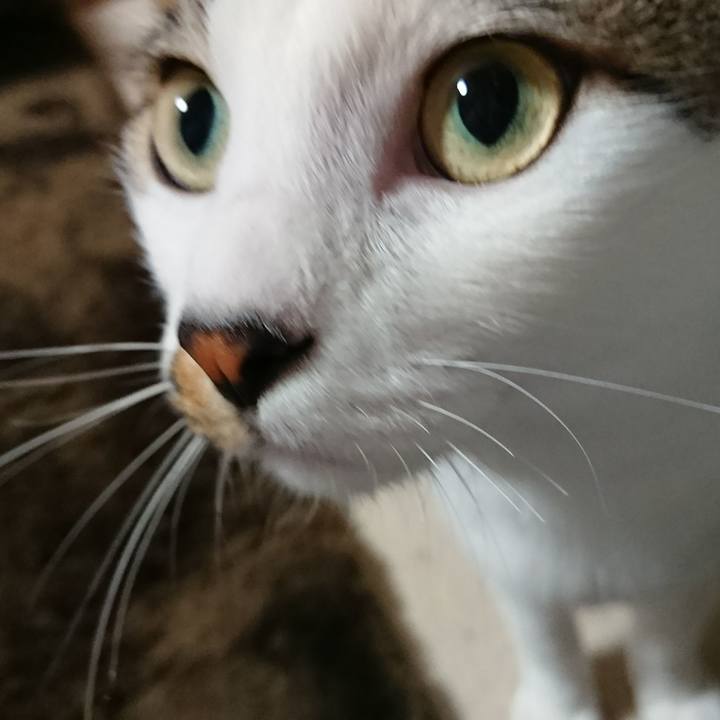 51e09a6f b5c1 4d4b bfd0 2a833468f57f 1509864907027