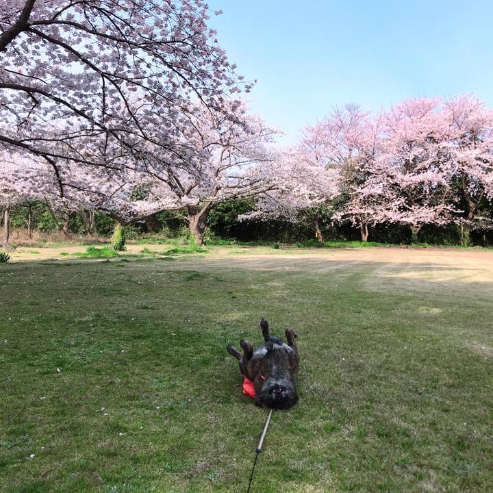 51e1c800 ef01 4183 93c2 d2fe4518b6a2 1555232228299