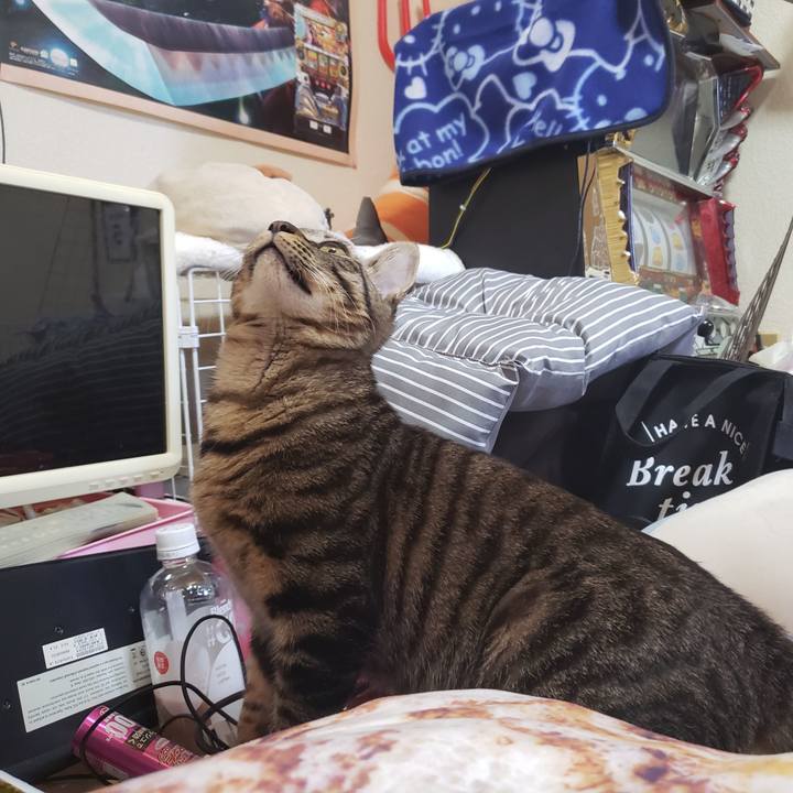 51e35380 8f54 4886 8d15 2ff06e9f3557 1543285764211