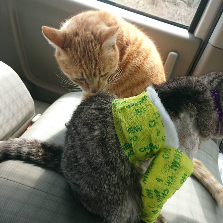 51e3cc4b 7bd8 4b6a ae92 e965543df376 1586399829052