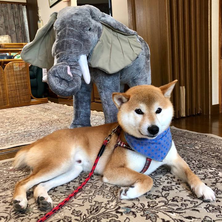 51e3e22e ee7e 4af4 b751 cca64fca4202 1529132574610