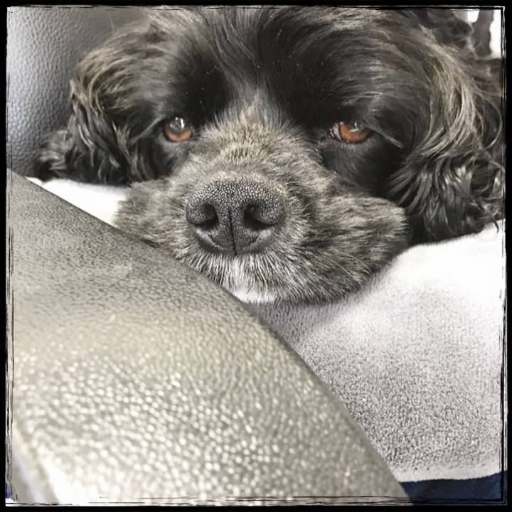 51e4e3dc 5ffa 4665 877d 26cddffafc82 1526375014115