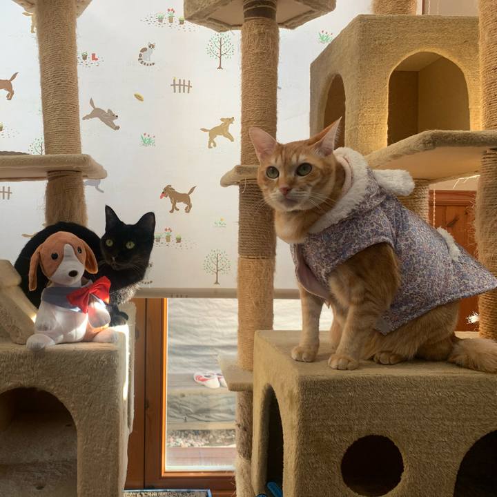 51e4f9c0 0372 40aa a81f 9daeb084876c 1582443993088