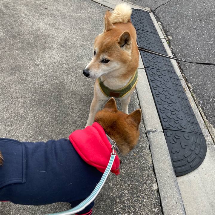 51e741bd 00d8 42c7 8356 6c466725490b 1741251173223