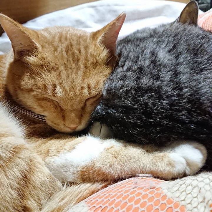 51e753ac e56e 4cfe bfcd f1a84b82080b 1574514486217