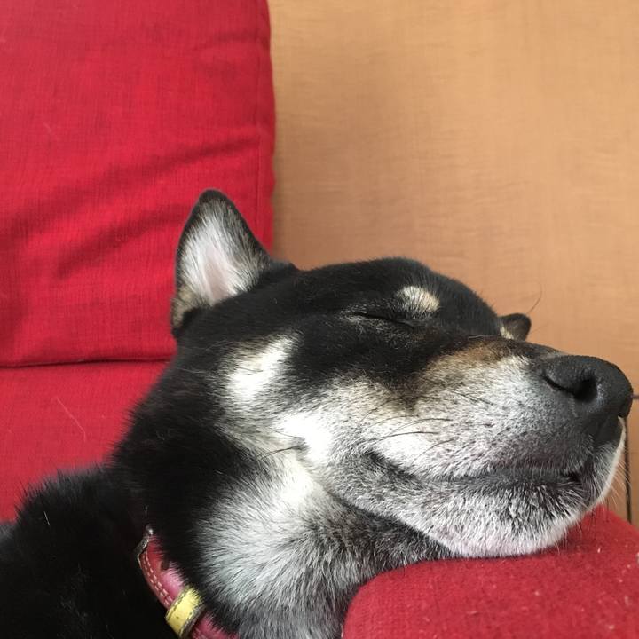 51ea0423 d27f 4a4a b9c4 77c4ff299004 1556028307136