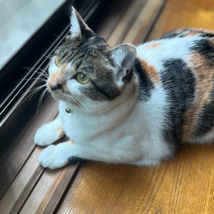 51eb8b1b e610 4480 9f1f feb7b45559e1 1758585603806