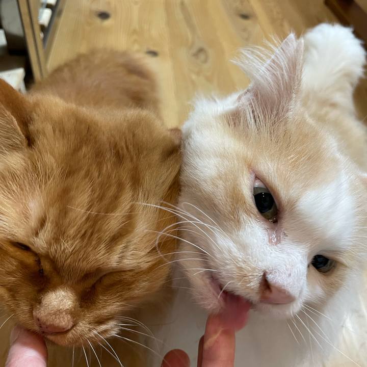 51ed02f1 0fa4 4e8c b5c3 a4f2d1232bed 1654544934524