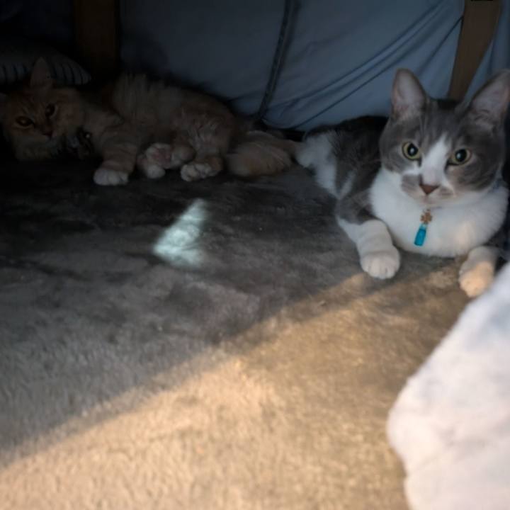 51efaa21 09ac 445a b362 f7f3ae4ea538 1733310687048