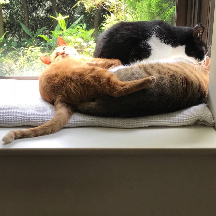 51f01ce6 1a66 4c54 b80f 922150ee180e 1527662629062