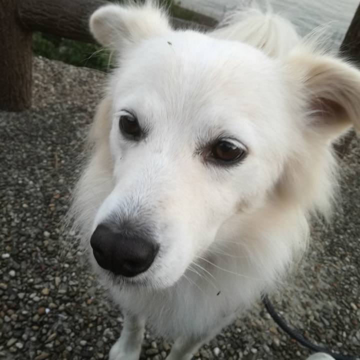 51f084c2 26ec 4493 b61a aaf238e56b01 1509613846124