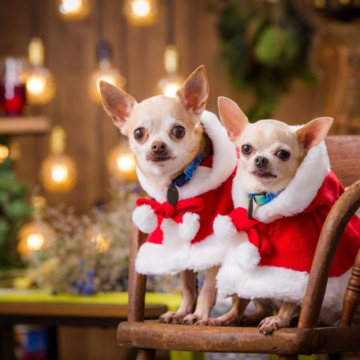 51f0dc19 c60a 47ac 8997 edac4dc28fc8 1545648367451