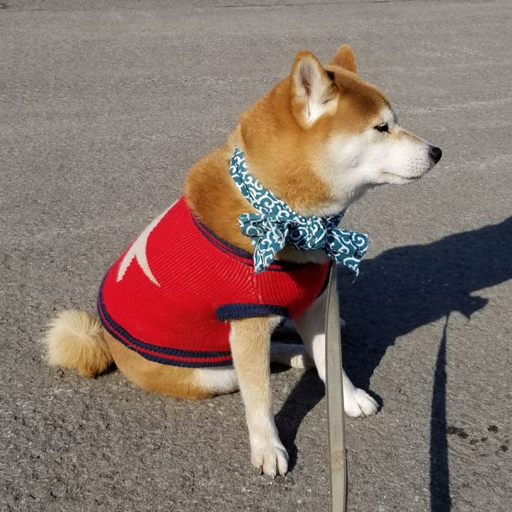 51f56ba5 8209 4ae9 a018 1296d7494b26 1516422743735