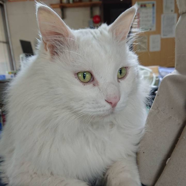 51f57559 4a52 434a 877d a995b058a684 1527027868186