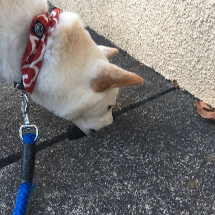 51f620fc cd89 41b4 9123 19a547609771 1513246350543