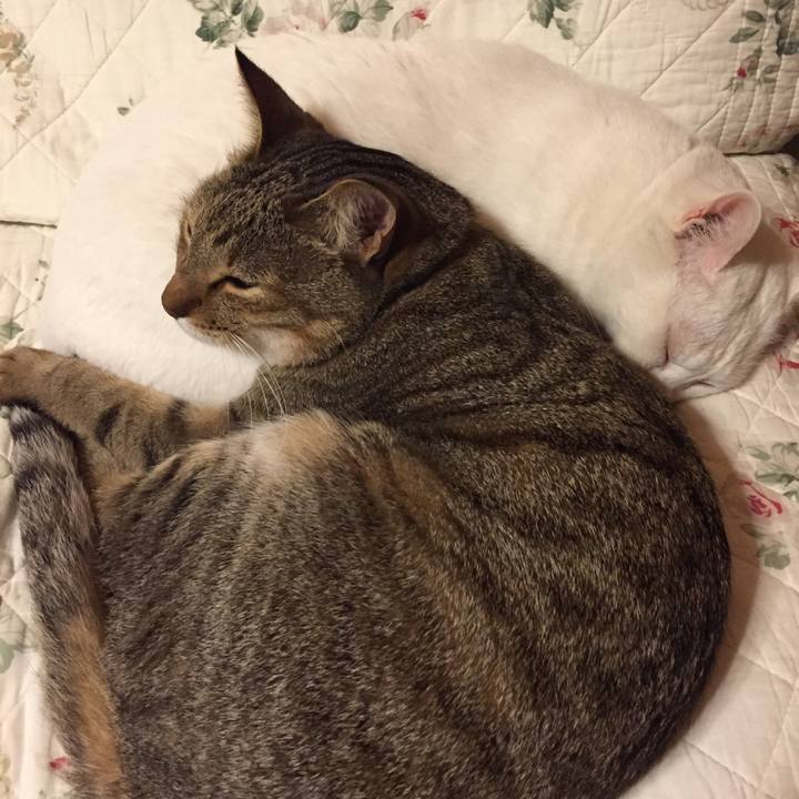 51f6abb1 aab2 44c7 9c3c 9735b6d90ecf 1512144139858