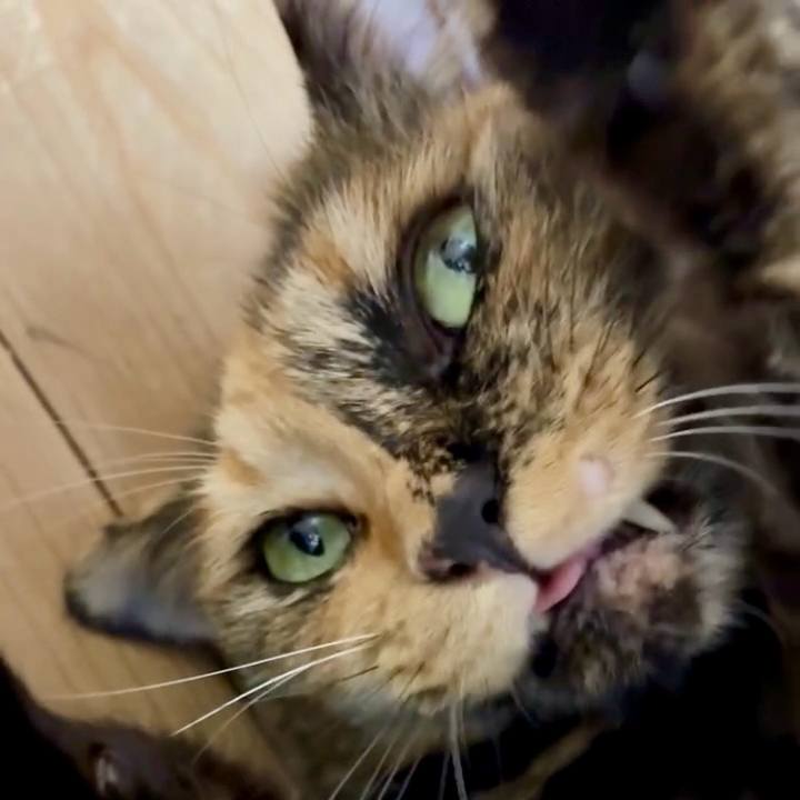 51f8ffaf d6f2 4703 8b4e ed8a96e988fa 1754648977361