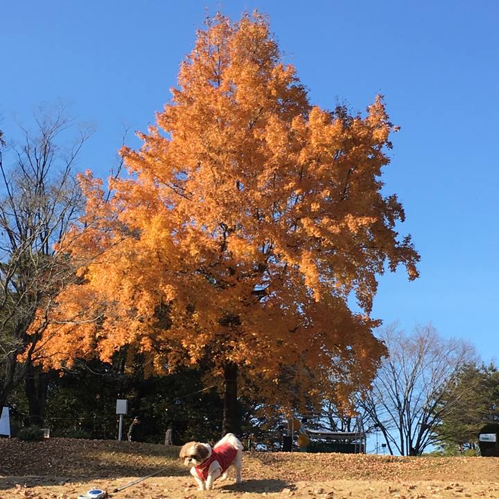 51f9b8ba b9a3 4350 8c20 ae2d4e2794dc 1512194086950