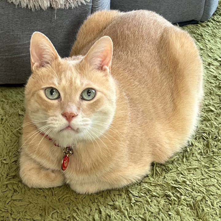 51f9cd8e aecb 4eb7 9482 e1f8f7e77189 1762043788663