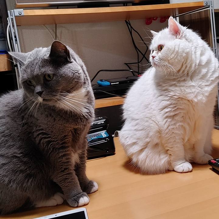 51fafcd5 4f85 49cf 8551 52497f565f01 1770889650444