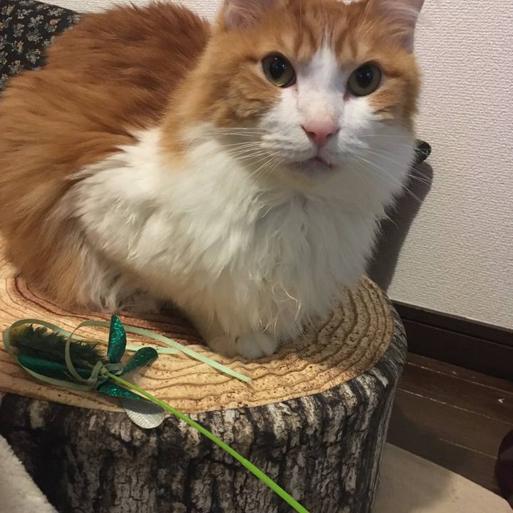 51fc0e85 16ae 4e3b baff d0604a285f4a 1575459121696