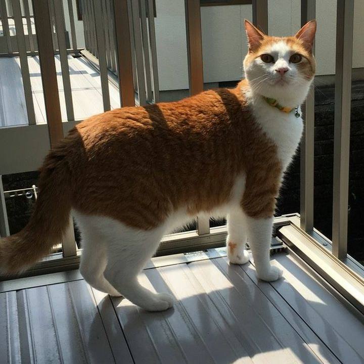 51fdda43 3d33 4336 afee 44c5a2fa93d8 1525254774425