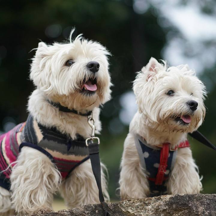 51fe5455 693d 4c1c 89c4 948df8c2694e 1521446088967