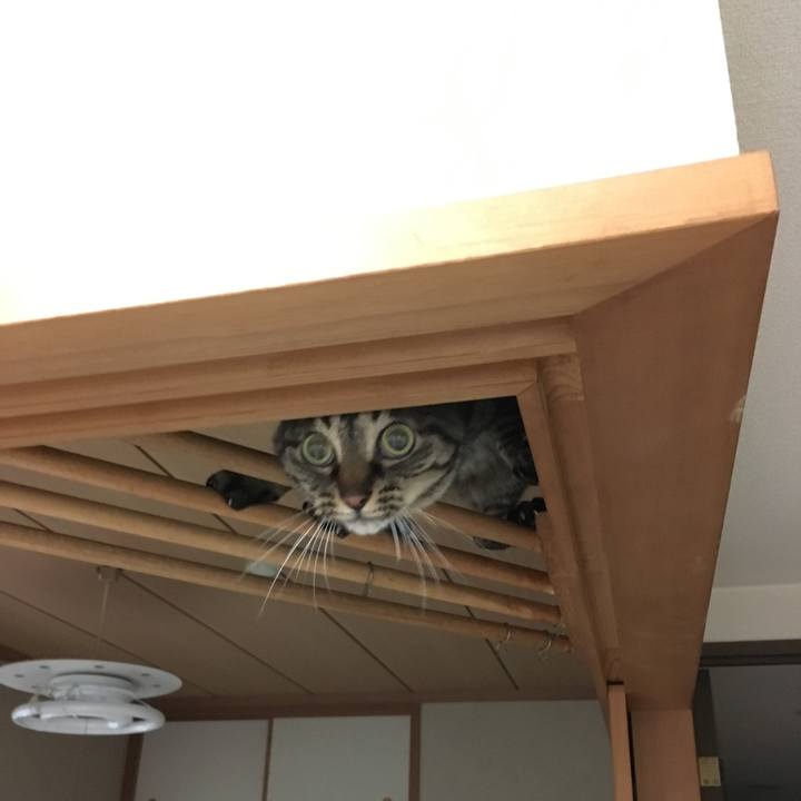 51ff15fd 8c8f 44a0 b071 b25f2baaa4db 1557137879139