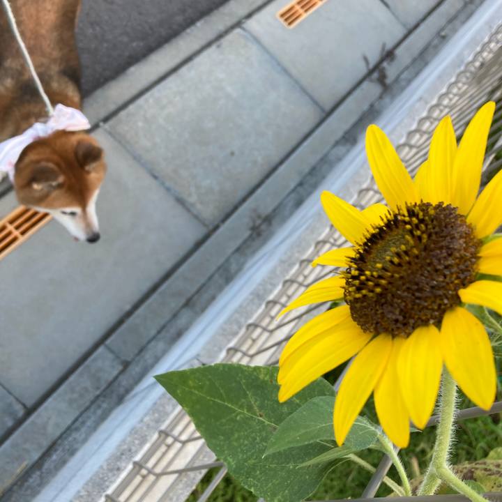 51ff447a c367 4c51 8251 1881de4355a9 1723453321753