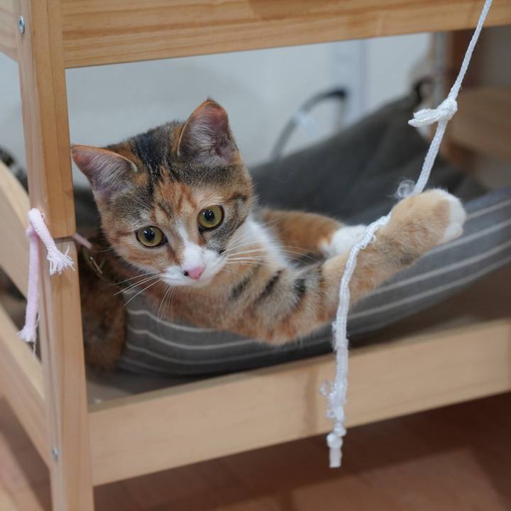 52009d1f 7ebf 4f3b 86a8 ebf62762bda6 1581949880523