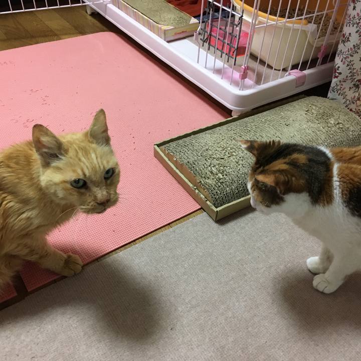 52018808 adc8 4a59 9155 b4c2535f465a 1609385503516