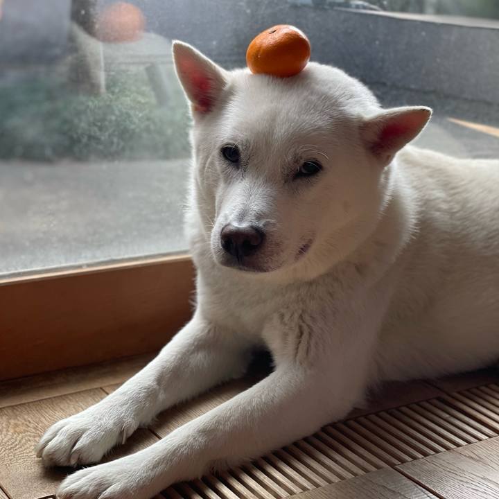 52029d2a b700 415e b8a6 3cd5097b19c9 1703906188918