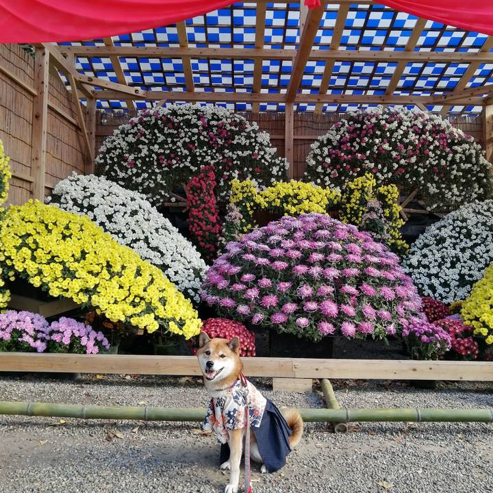 520363dc a3e9 479d af7d dc4b2de8b039 1606043417709