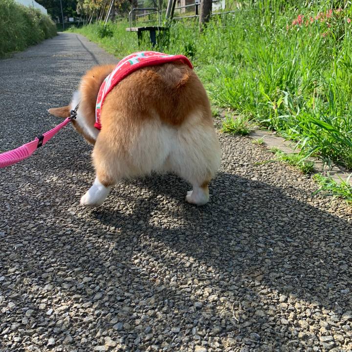 5203e060 d712 47a1 9410 3afebb2338c9 1590274132727